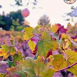 Chill Garden Experience San Pietro in Bevagna